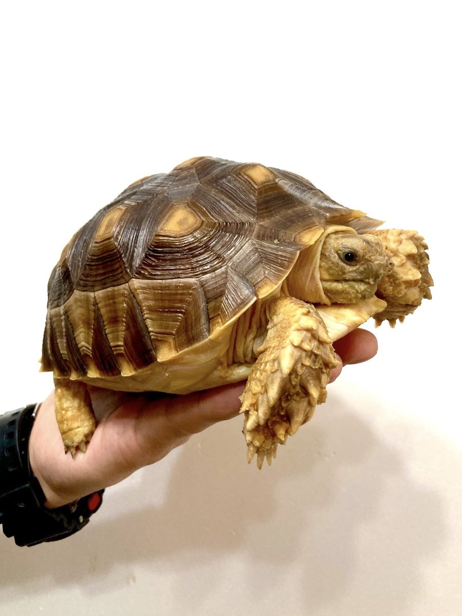 rep_elmer's tweet photo. 【生体紹介】
店主お気に入りのケヅメリクガメ🐢
ラスト1匹、極上にきれいです✨
つるんとなめらかでふっくらしていて
毎日見るたびうっとりしています🤤
よく食べてスクスク育っています◎
#ジャングルハンター京都 #ジャングルハンター静岡 https://t.co/KhZv9wfZRI