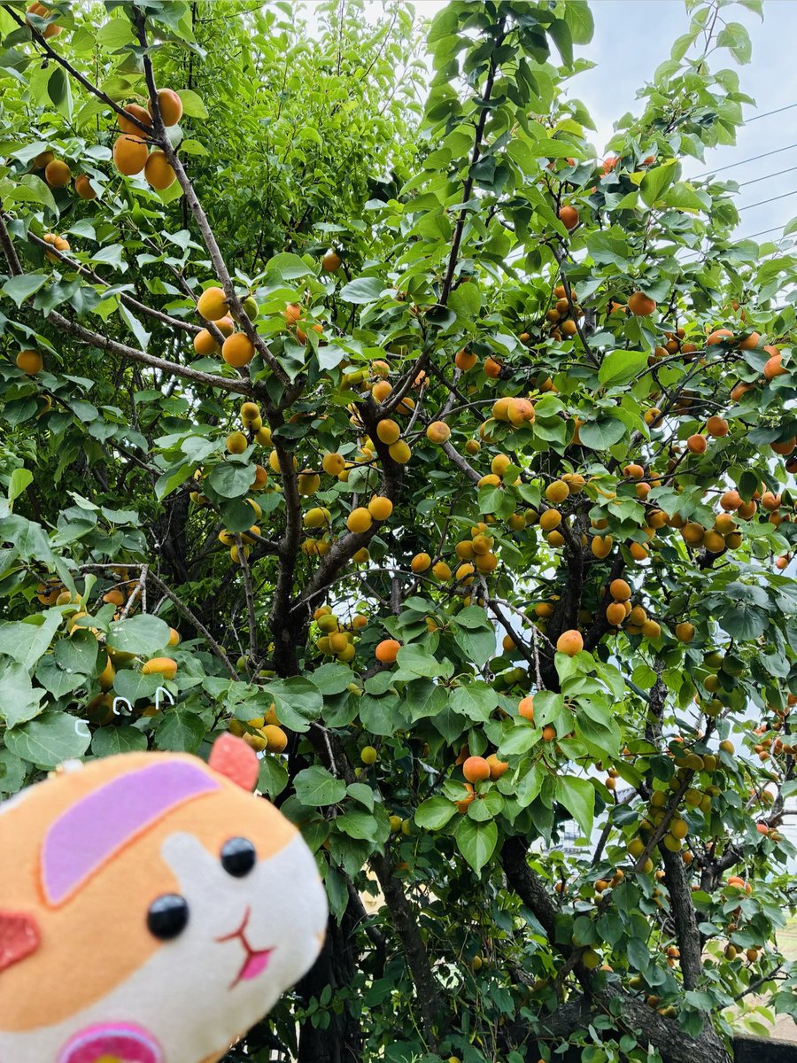 uni_8091's tweet photo. 今年、杏がめちゃくちゃなっててビビってます💦(なんで〜？) https://t.co/KtzO9z4iqm