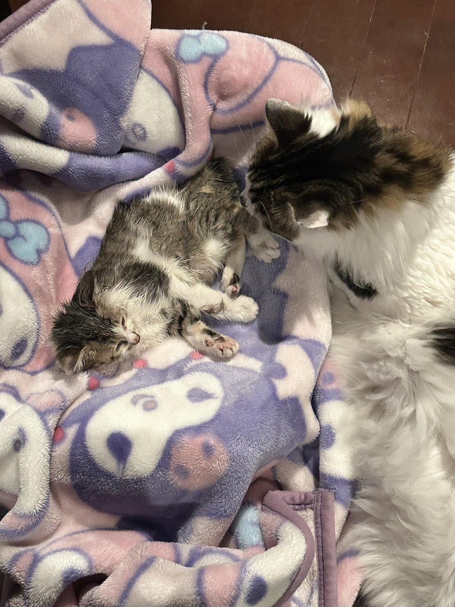 Momozakura57's tweet photo. 昨日15時頃子猫のりんちゃんが虹の橋を渡りました。
2026年5月30日に知り合いが保護し自分たちが里親に。
2026年6月4日15時頃虹の橋を渡りました。

元々体内に寄生虫が大量におり、病院に行ったが、駆除薬のみでお腹の状態に気づいてあげられなかった。
ほんとごめんね。 https://t.co/eBqeFg25Dd