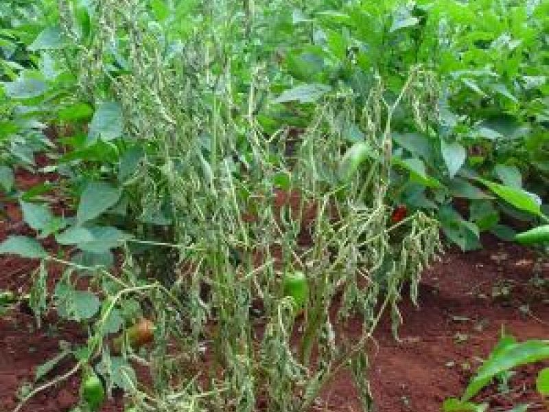 rouppme's tweet photo. Siapa yang suka nemu kayak gini?  

Sering bingung tiba-tiba layu padahal tanah masih lembab.  Ini terjadi pada cabai, bawang, tomat. 

Layu ini bisa jadi Layu Fusarium (jamur) atau Layu Bakteri (Ralstonia)? 

Gejalanya mirip, tapi penanganannya beda jauh. 

Ada yang tahu ? https://t.co/9VrmnjPWdG