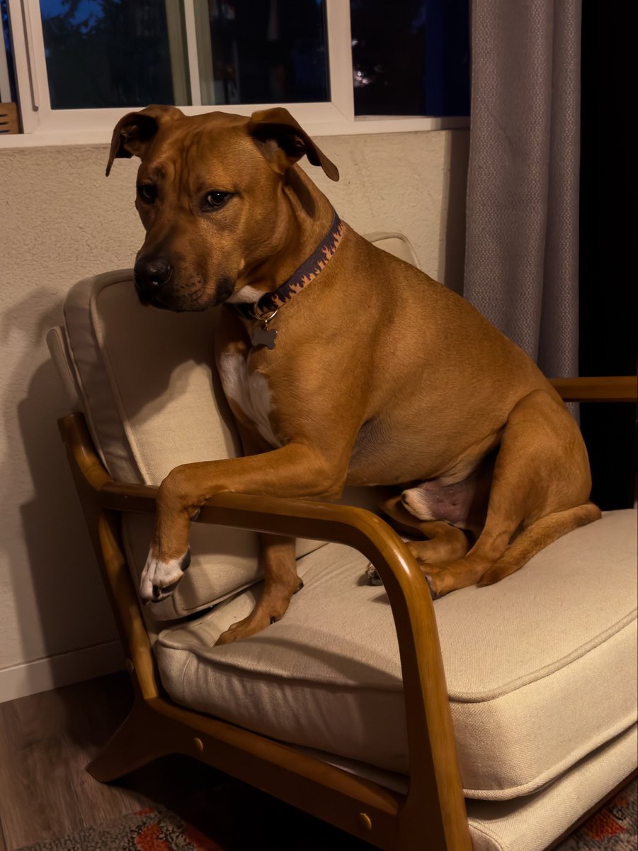 chefcram_'s tweet photo. Chef Cram announces Havoc Winston, the homophobic pitbull has turned 7 https://t.co/GuA5ddMIOi