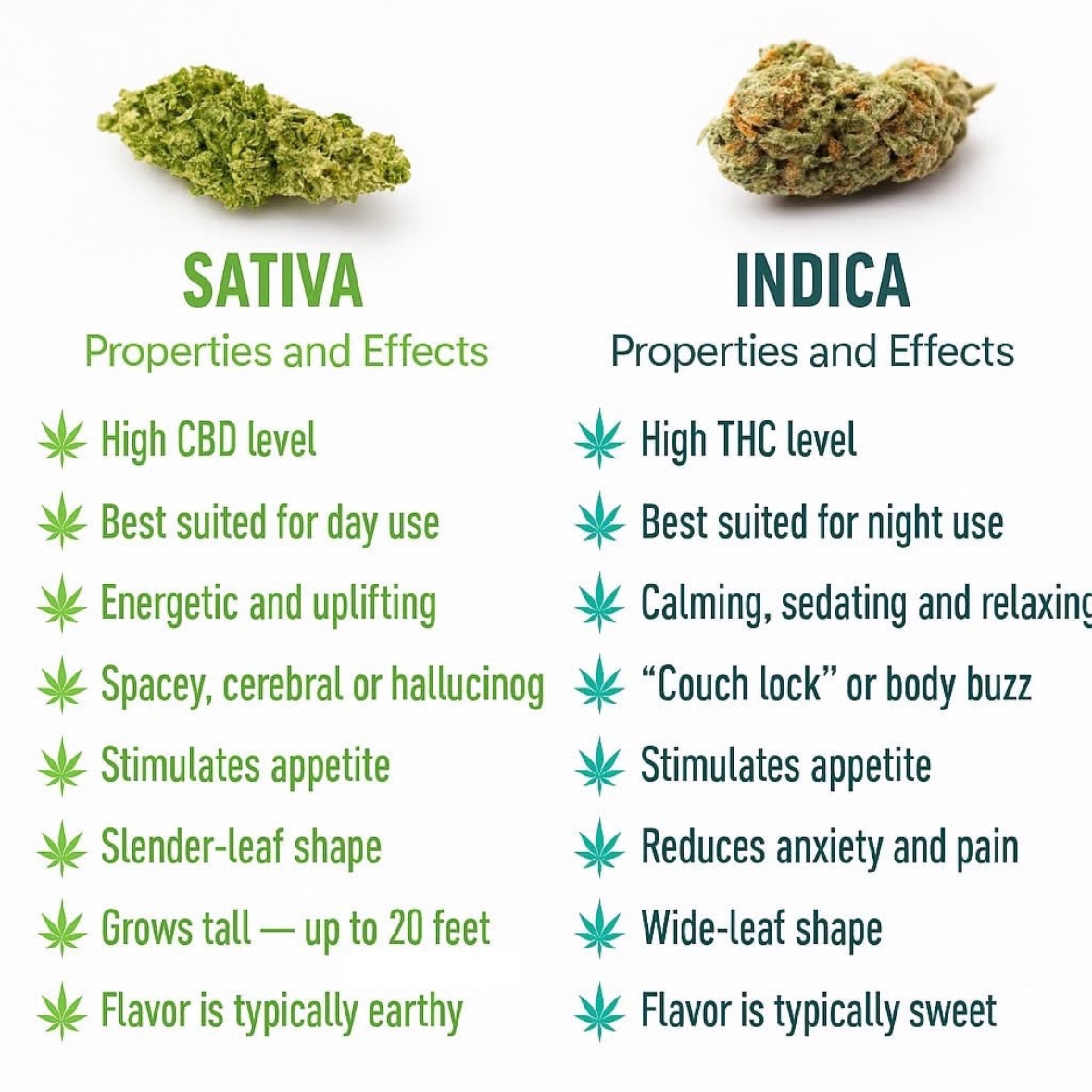 _StonersRUs_'s tweet photo. Sativa &amp; Indica 🍃 https://t.co/PSrY3sa30F