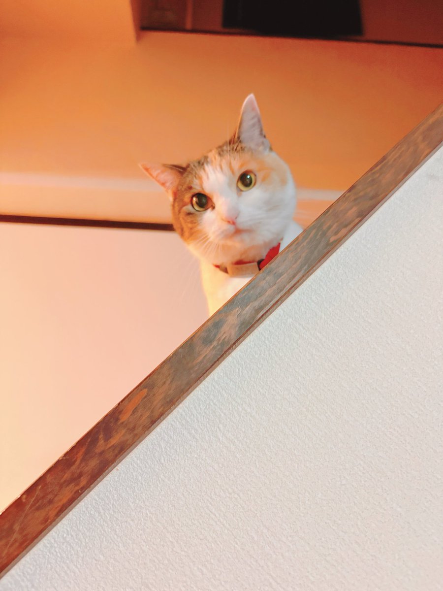 kapi_mr69's tweet photo. 先週、健康診断に行った後からずっとご機嫌ななめだった猫ちゃん😿やっと普通に遊んでくれるようになって良かったーーー https://t.co/PqMWMuXVgw