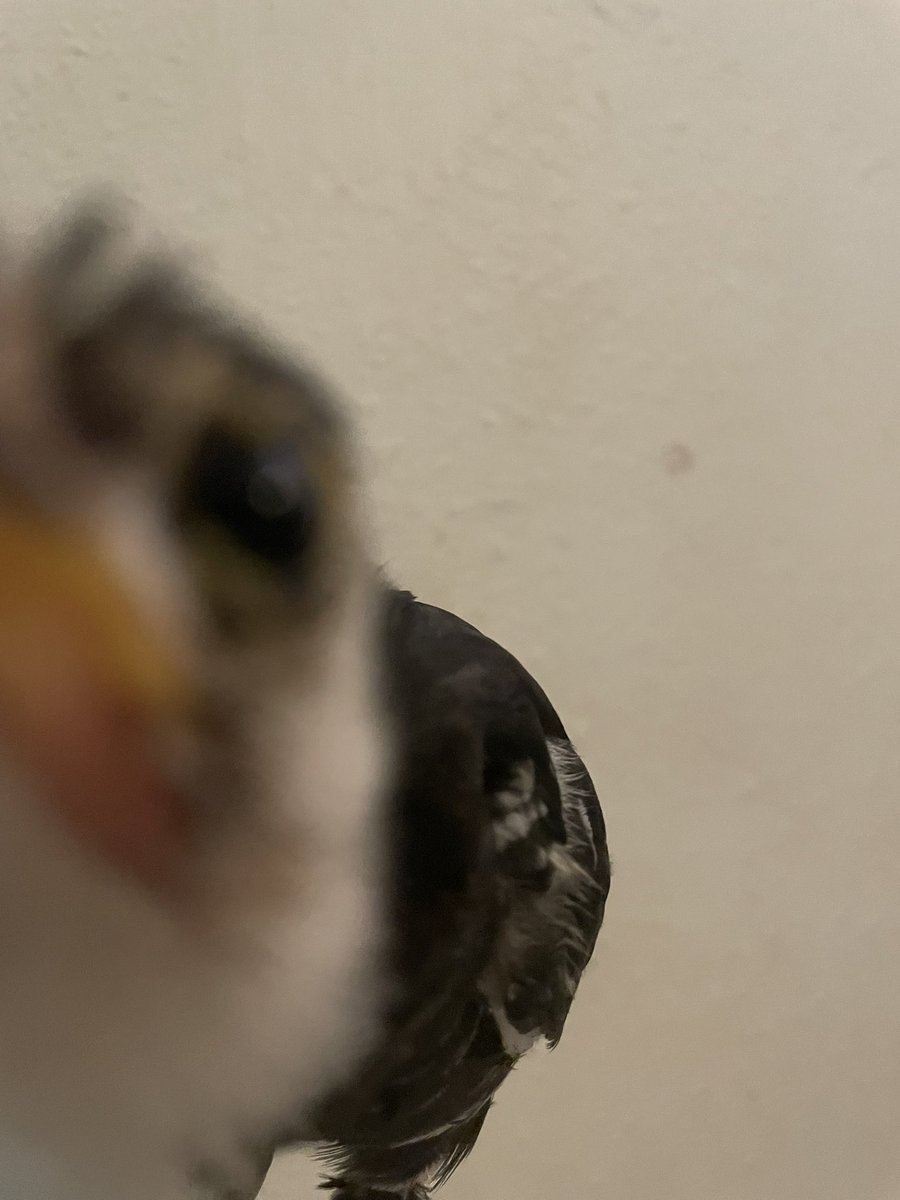 badrechicken's tweet photo. hes pecking you https://t.co/r8TbtRt0YY