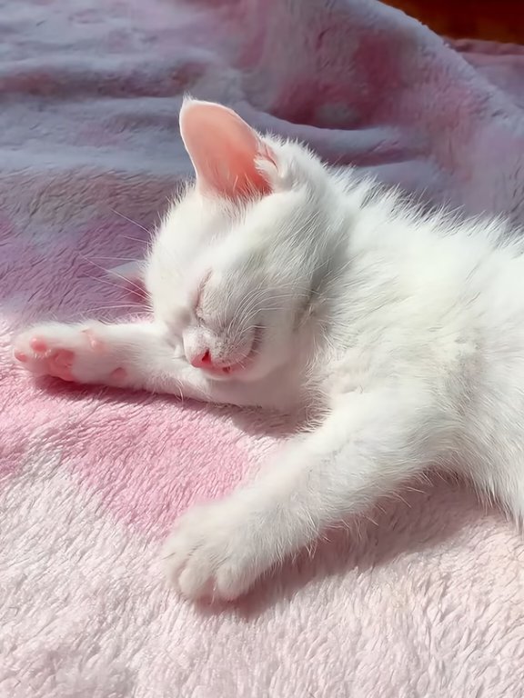 Monster49408447's tweet photo. The Most Peaceful Nap Time for This Fluffy White Kitten#WhiteKitten🐱
#CuteCat #SleepingKitten #FluffyPets #BabyCat #PetLovers #CatSoftNap #AdorableAnimals #KittenDaily https://t.co/3As8HeAdKZ