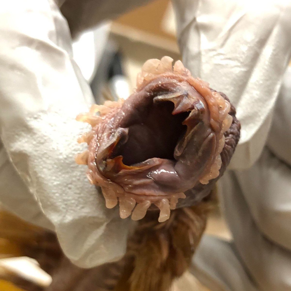 CDubbs's tweet photo. Why do the guys with dicks that look like this… share pics the most? https://t.co/iXk3UUYMjf