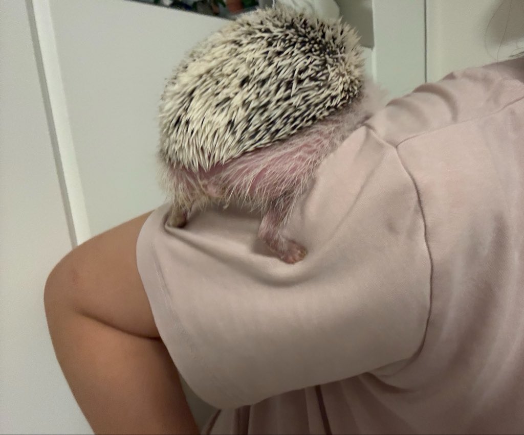 0z1ma0's tweet photo. おはようオレオくん🦔
🦔「たかいところに！のぼるの！」 https://t.co/dmXuZqbfO1