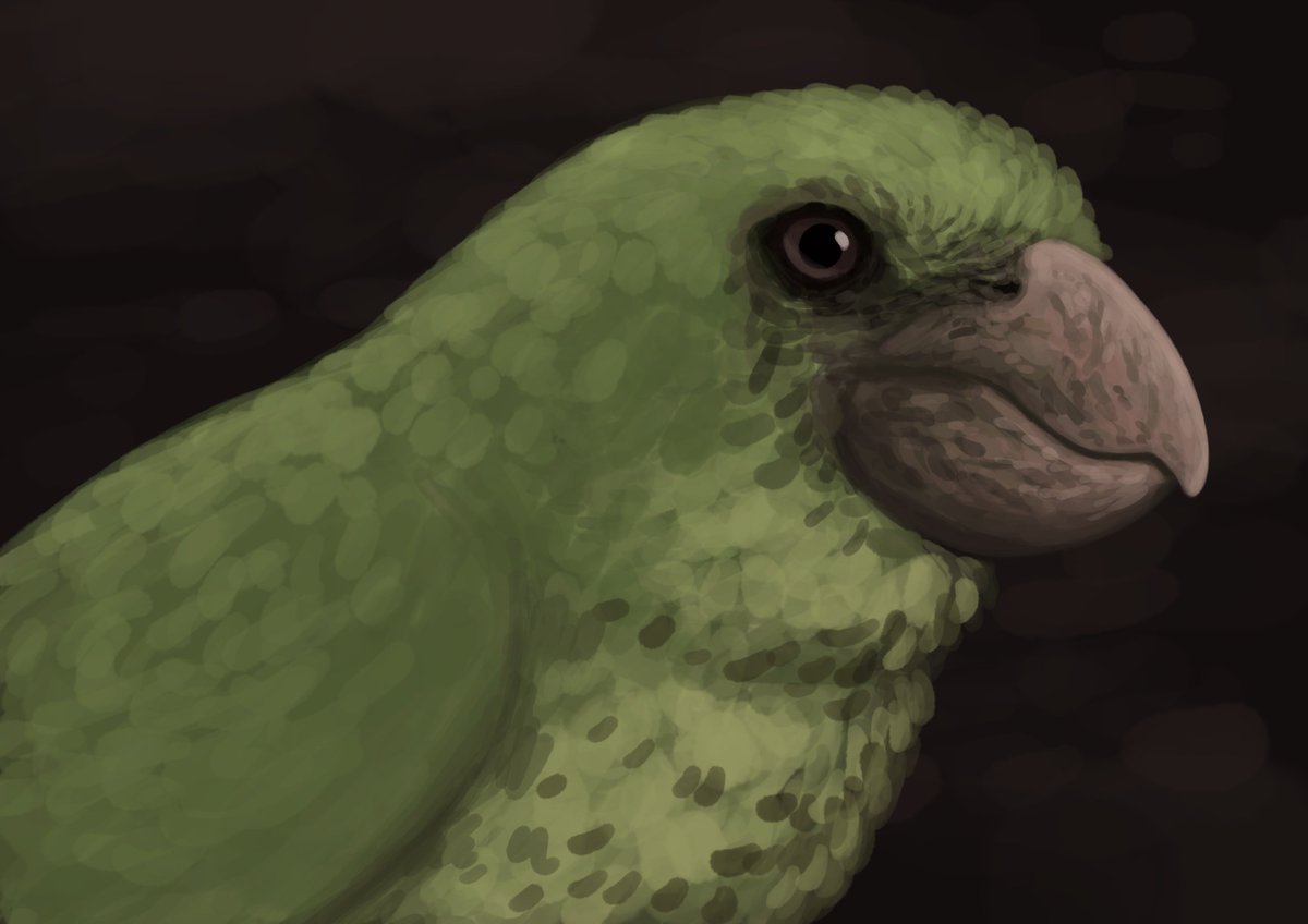 aberrantologist's tweet photo. Doodles from the flocking #paleostream featuring Kank, Velociraptor, Plumadraco, and Chloridops regiskongi. https://t.co/XoxHUGhh82