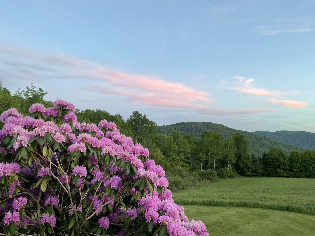 CatskillCritter's tweet photo. The sky matches the rhododendrons this evening. Finally spring in the #GreatWesternCatskills . . . https://t.co/B7Yyq9zxcK