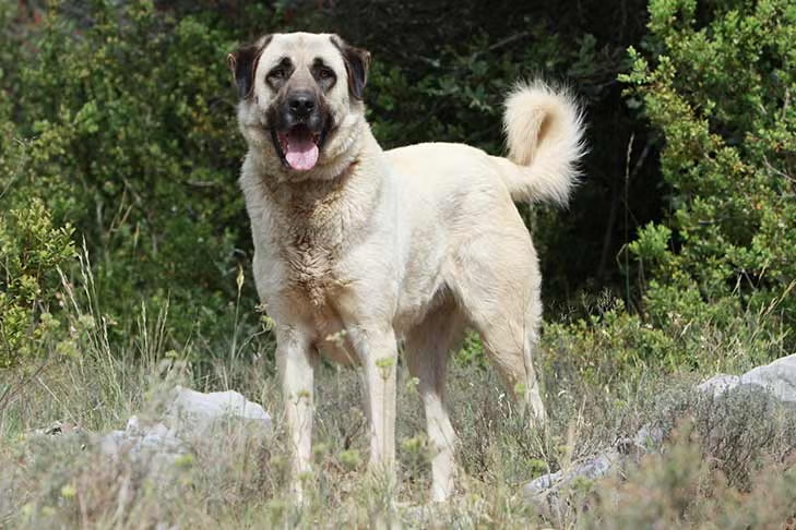 winter_wolf_35's tweet photo. Driver - Anatolian Shepherd, livestock guardian dog, adaptable but reserved breed https://t.co/dQYSSAu8DC