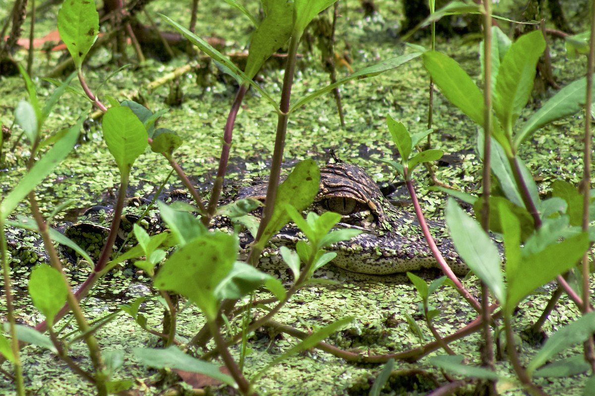 DeepGreens2's tweet photo. Circle B, Florida. Today walk was fun! #Florida #Wildlife #CircleB #Lakeland https://t.co/orNX1ilw5m