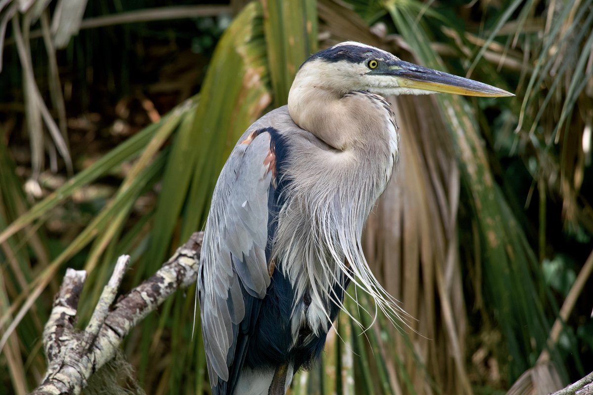 DeepGreens2's tweet photo. Circle B, Florida. Today walk was fun! #Florida #Wildlife #CircleB #Lakeland https://t.co/orNX1ilw5m