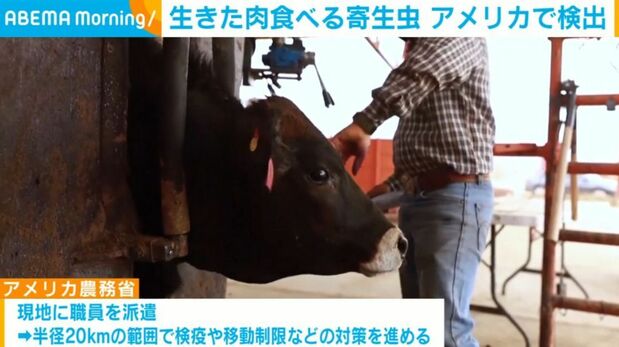 livedoornews's tweet photo. 【警戒】生きた肉食べる寄生虫、10年ぶりに家畜から検出 アメリカ
https://t.co/rOVbuHfEpJ

子牛から「ラセンウジバエ」の幼虫が発見された。動物の傷口に数百個の卵を産み付け、幼虫が生きた肉を食い荒らし死に至らせることもある。被害はメキシコで増加し、国境を越えて侵入したとみられる。 https://t.co/Wq48iPbCFT