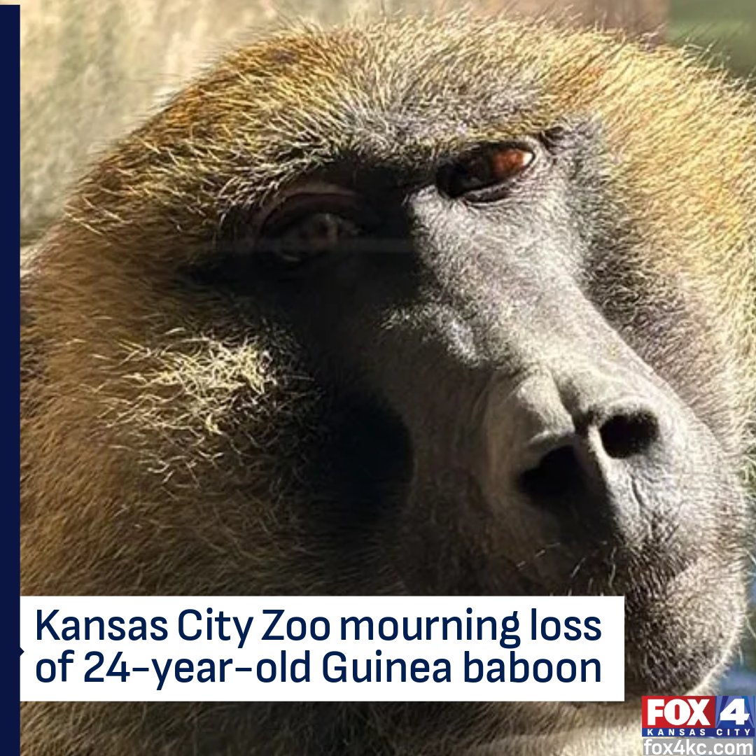 fox4kc's tweet photo. The Kansas City Zoo &amp; Aquarium is mourning the loss of a 24-year-old Guinea baboon who passed away recently. https://t.co/57ILnl95SW https://t.co/ivDKICiZEm