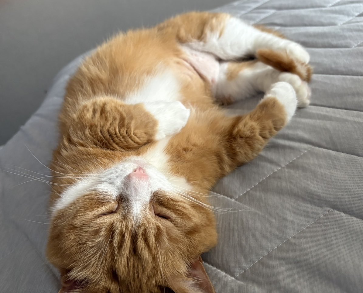 Ray_____28's tweet photo. 極NクールをGETして6日目
ついにベットに冷たさを発見した猫🐈 https://t.co/r4KepUgm1f