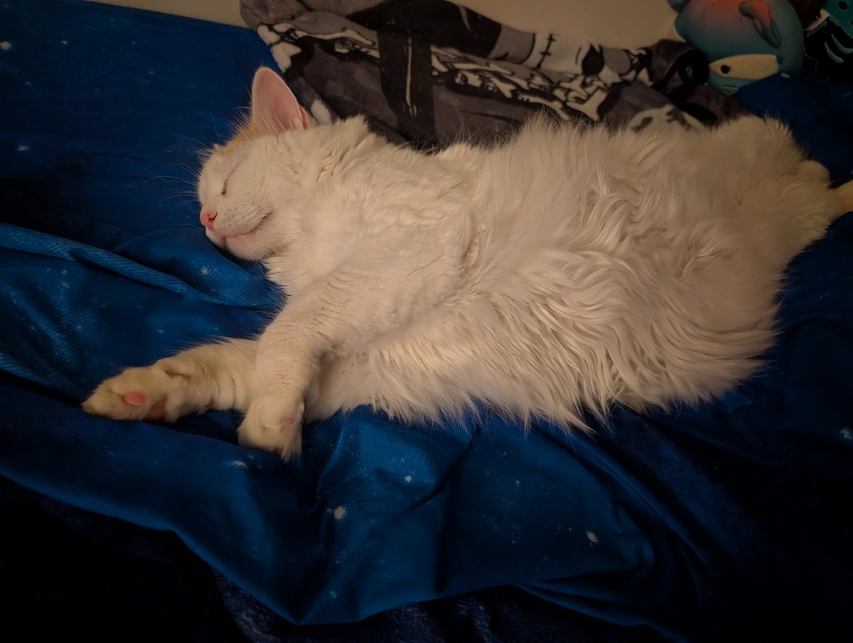 Kellyffub's tweet photo. @allythe_cat Everyday 😹 https://t.co/4wV7wAoCw8
