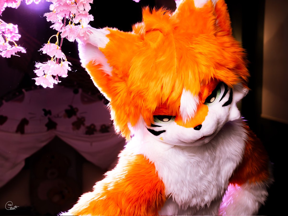 mercer_MRC's tweet photo. 벚꽃아래 여우🌸🦊

#FursuitFriday #Fursuit https://t.co/fYbPrGCOHa