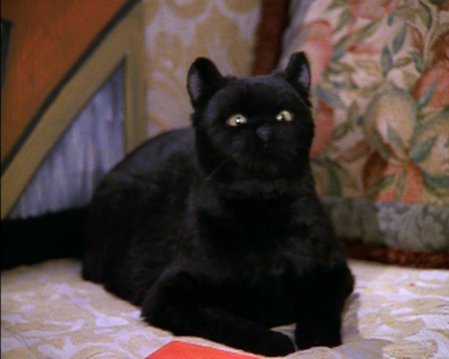 Hawkpelt222's tweet photo. @Jeffrey27953836 @LeoAnnnnne Salem: What?! https://t.co/gbOyb1sfpY