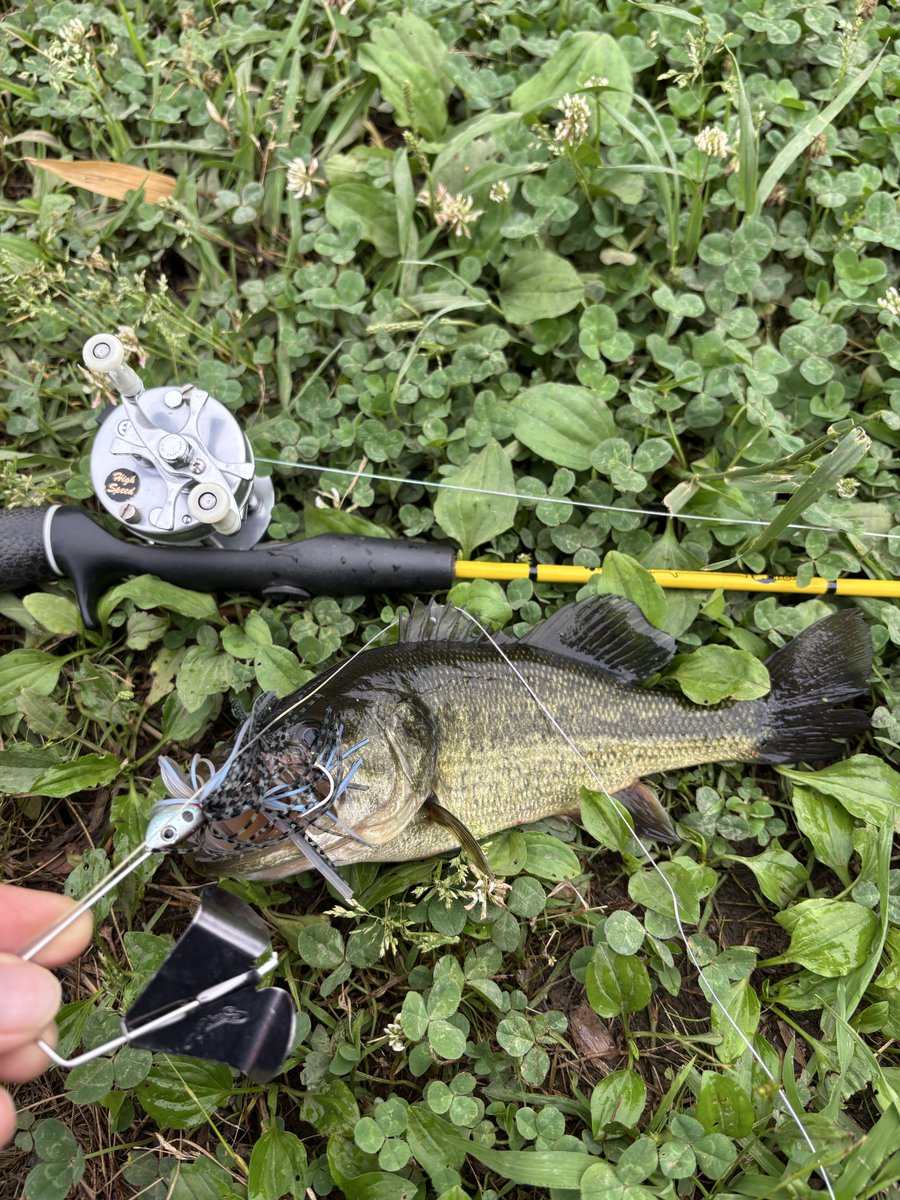 te4w5's tweet photo. 昨日は台風後に荒れた釣り場の掃除と整備🎣

ハセミン、助かりました😊
ありがとう👍

へら鮒釣りをする時間はありませんでしたが、池ではへら鮒の産卵が始まっていました。

最後に少しだけルアー🤣

するとバズベイトに豪快バイト💥

釣り神様が微笑んでくれました😊

黄菖蒲が綺麗に咲いてます😊 https://t.co/XTZi0cZzAG
