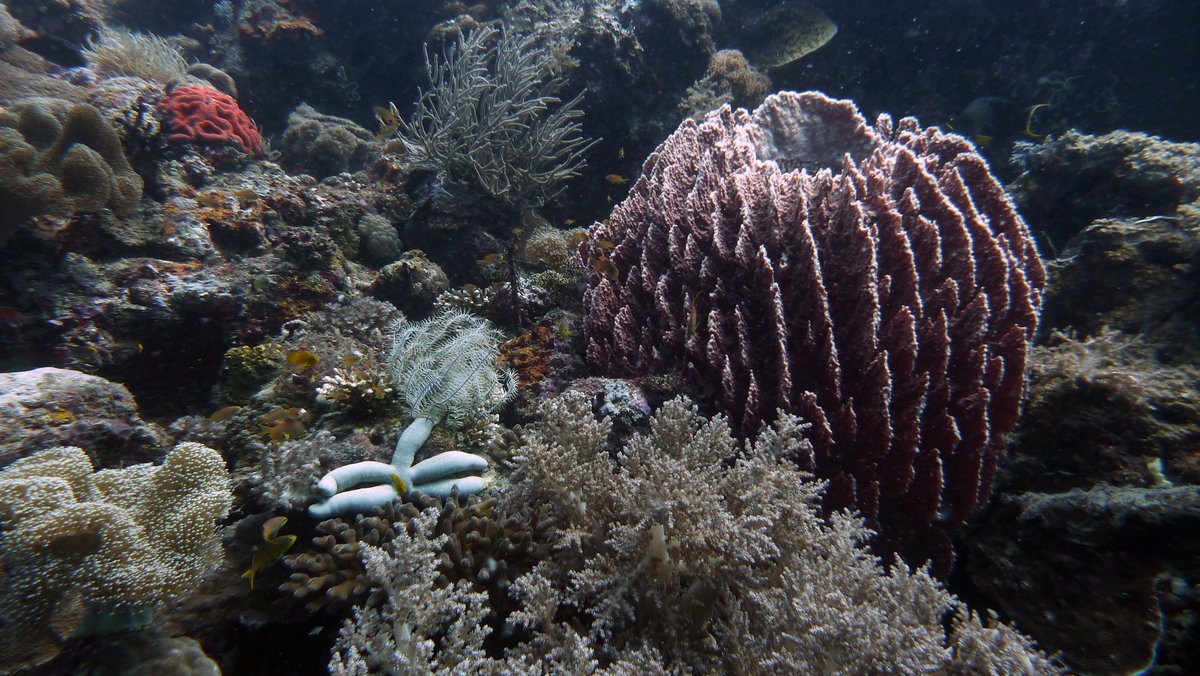 Mostly_Macro's tweet photo. Underwater scenery from Bohol, Philippines. https://t.co/W7Yw7hS1bS