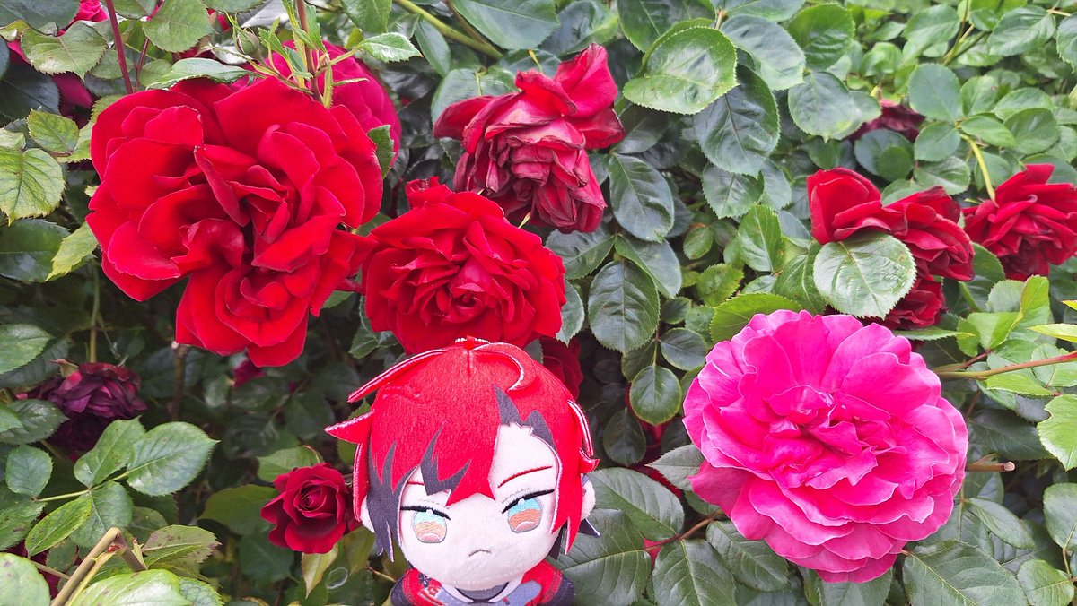 WindStreak's tweet photo. Took more pictures of flowers and Nuis!
#FlayonsCrayons #Takotime #WorkofAlt https://t.co/kQaHo688dd