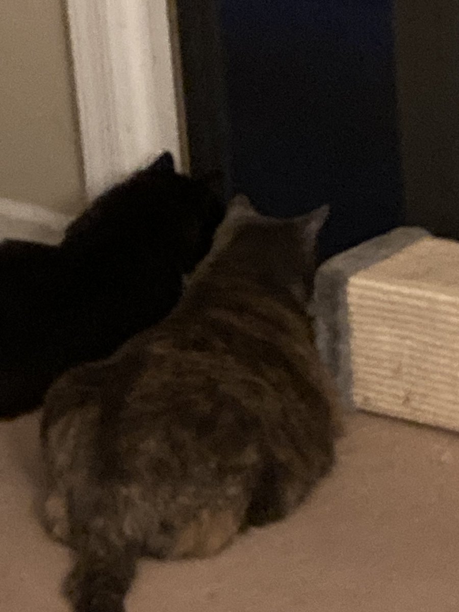 JoyceCarolOates's tweet photo. when you know that there is something scary out on the balcony but you don’t want to look… https://t.co/Dsch5p5s68