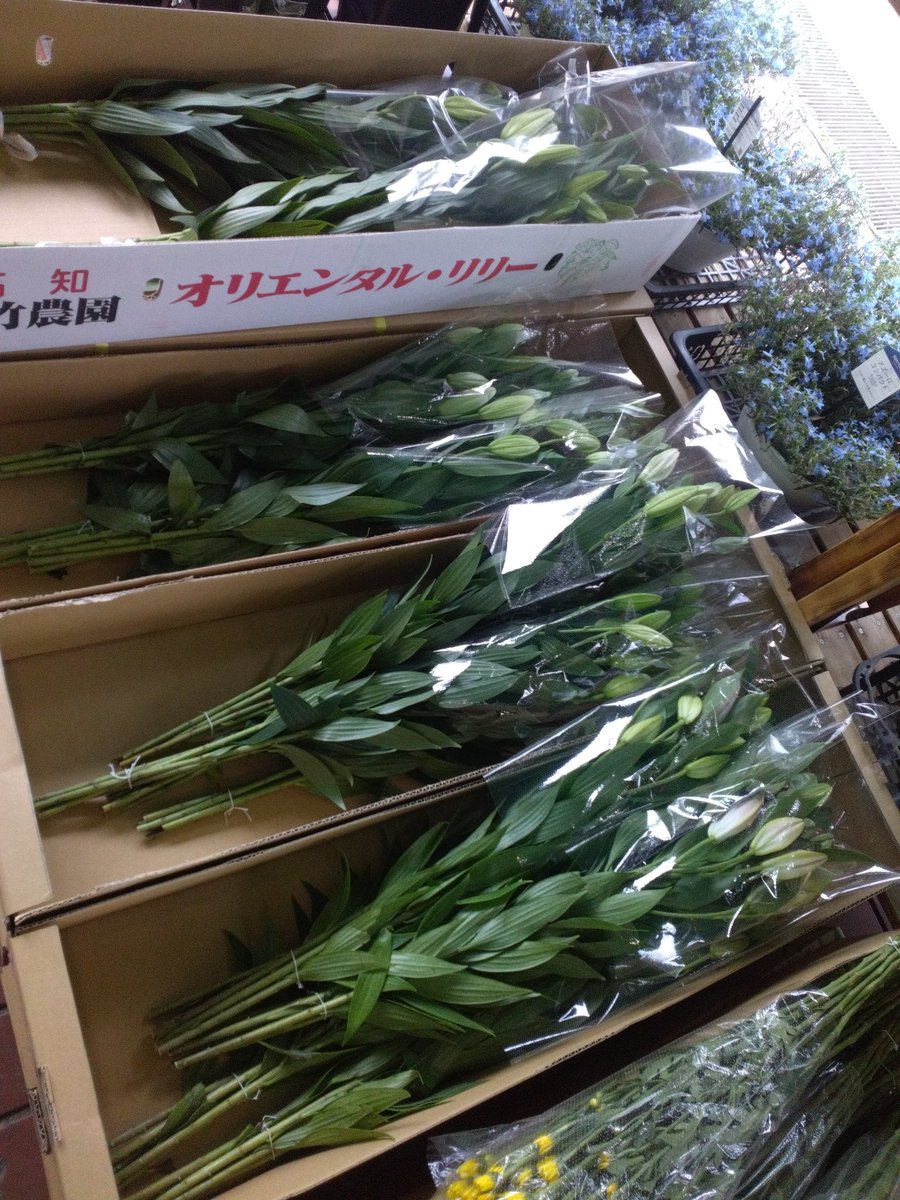 WF_ofuna's tweet photo. 花持ちが良いユリ、シャクヤクやヒマワリ、ガーベラ、バラなど新鮮な切花が入荷しております😊、バラは2束 税込550円とお買い得です!
#ワールドフラワー #大船 #花 #ユリ #ひまわり #ガーベラ #バラ https://t.co/W99AEkVLxR