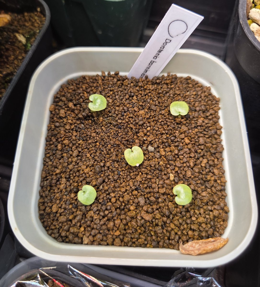 104ch_jp's tweet photo. ドルステニア・バルニミアナ

播種して１月経過

順調そう🌱 https://t.co/jTkgZ91bdY