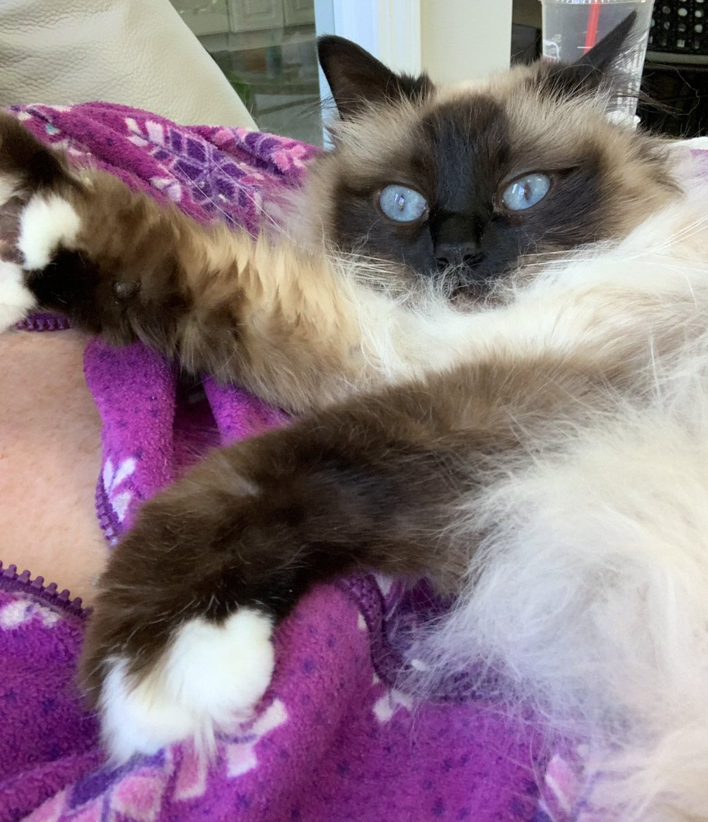 ElizGriff2016's tweet photo. #PostAFavPic4VioletJun26 Day 4
#NationalHugACatDay
Please review tutorial on how to hug your cat correctly 
♥️😘Ari &amp; Cali💋♥️ https://t.co/RHsRcJ2ehn