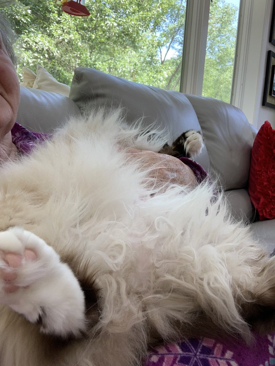 ElizGriff2016's tweet photo. #PostAFavPic4VioletJun26 Day 4
#NationalHugACatDay
Please review tutorial on how to hug your cat correctly 
♥️😘Ari &amp; Cali💋♥️ https://t.co/RHsRcJ2ehn