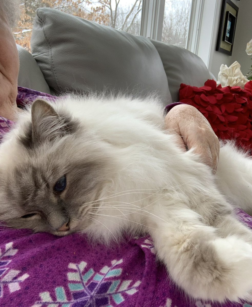 ElizGriff2016's tweet photo. #PostAFavPic4VioletJun26 Day 4
#NationalHugACatDay
Please review tutorial on how to hug your cat correctly 
♥️😘Ari &amp; Cali💋♥️ https://t.co/RHsRcJ2ehn