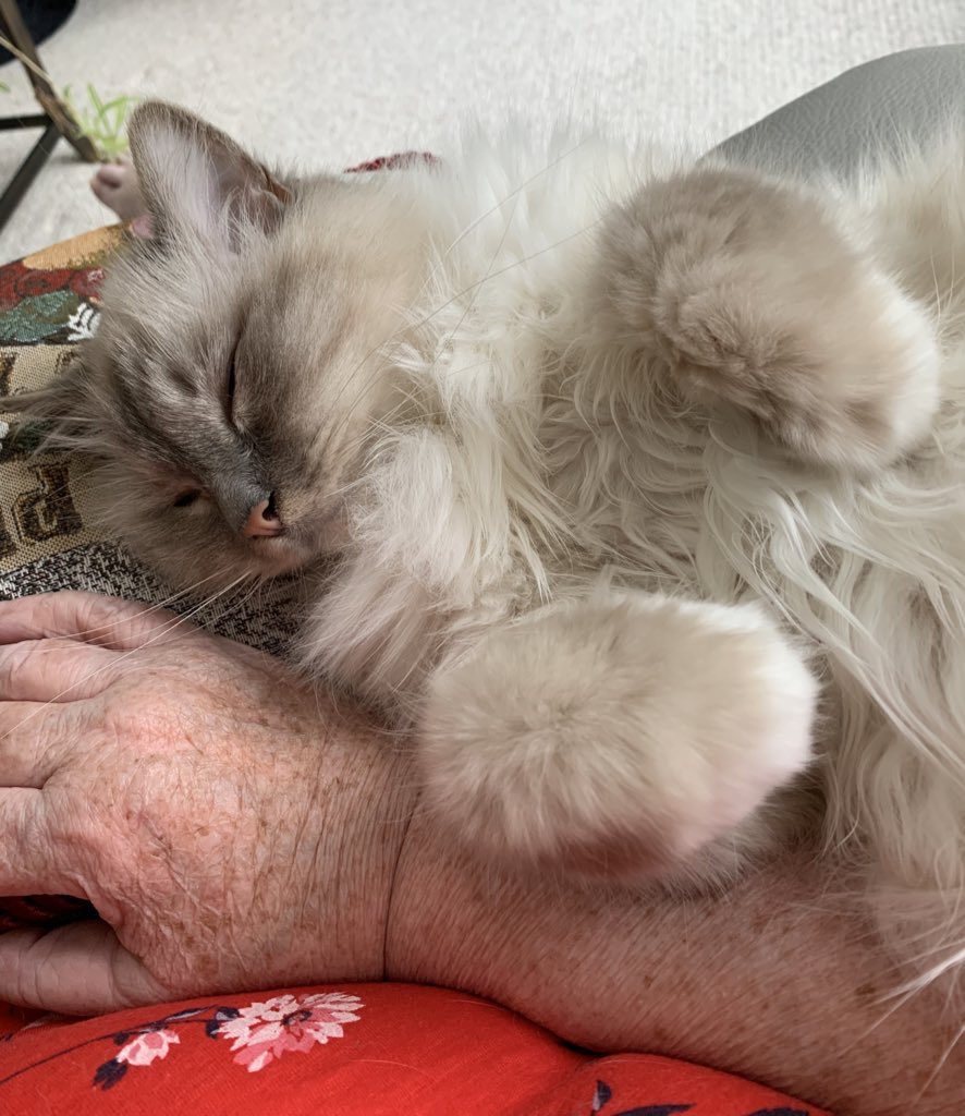 ElizGriff2016's tweet photo. #PostAFavPic4VioletJun26 Day 4
#NationalHugACatDay
Please review tutorial on how to hug your cat correctly 
♥️😘Ari &amp; Cali💋♥️ https://t.co/RHsRcJ2ehn