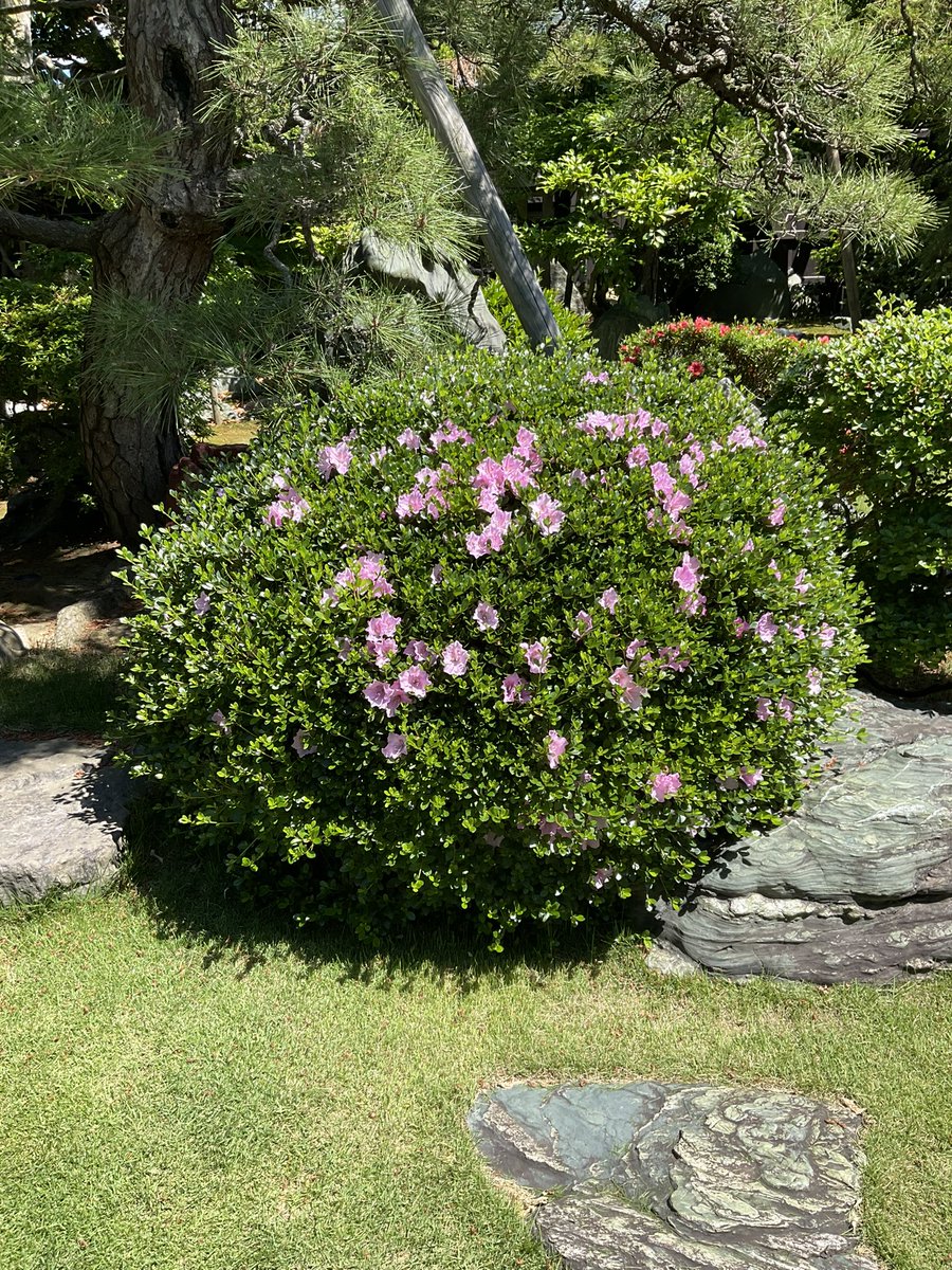 kyuozawake's tweet photo. アジサイも咲き始めました。
サツキも徐々に開いた花を増やしています。 https://t.co/1abRgdMS34