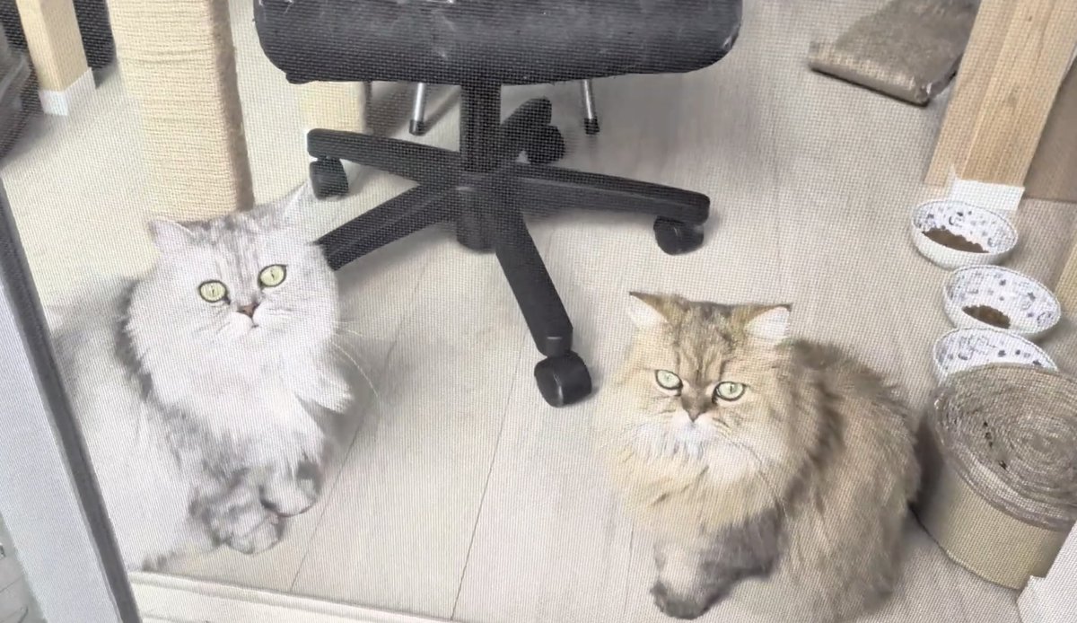 猫好き太郎 ニャルソックするค(^*╻ ̫╻^)ฅﾆｬｰ #cat #catlife #猫好きさんと繋がり