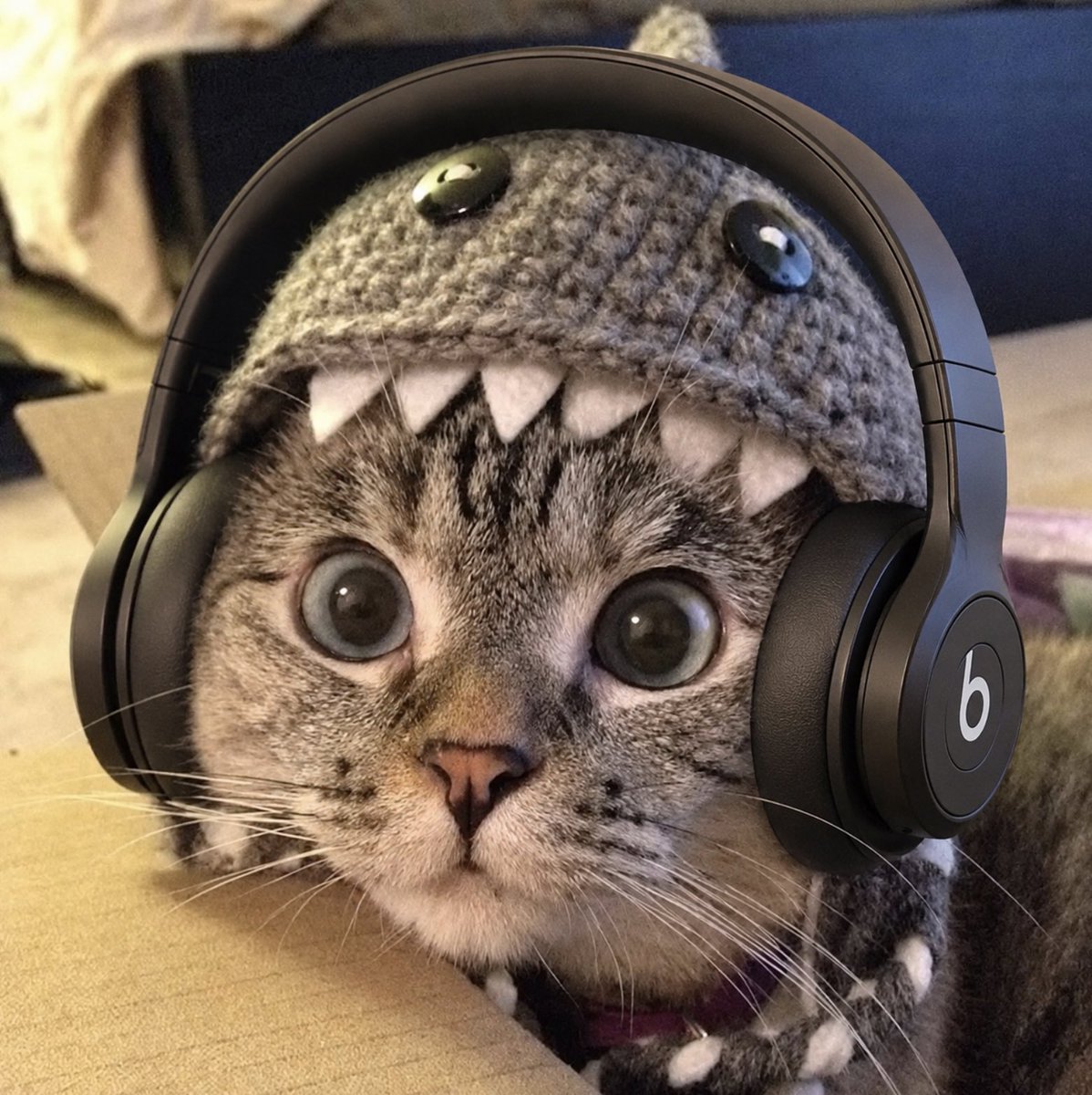 Shark Cat 🦈🐱 tweet media