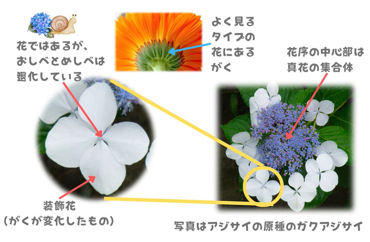 なぜアジサイは、がくを花のように見せるのでしょう? アジサイの花の 
