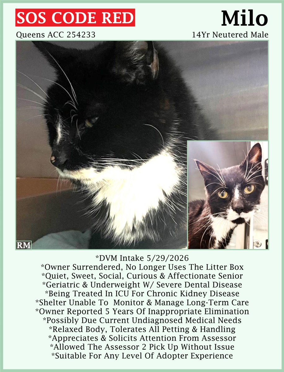 sachikoko's tweet photo. 🆘CODE RED🆘TBK SAT 6/6/26🆘🙏🏾PLZ SHARE🆘
🙏PLZ #PLEDGE 2 SAVE MY LIFE
💘Sweet 15YO #Senior Black &amp; White Kitty "MILO"💘
😾💔Dumped 4 Litter Box Issues, Underweight W/ CKD
🚨Needs #Adoption #Rescue #Foster🚨
▶️254233 https://t.co/aq0GsdyV33
#Queens #NYCACC #Cat https://t.co/rceqwQ27Zx