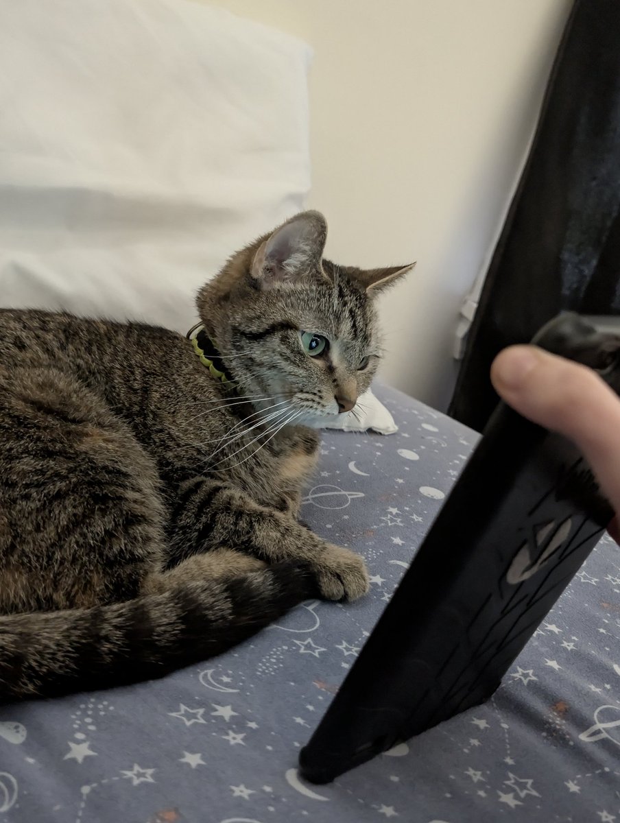 Yourlocaljareth's tweet photo. Showing Leia pics of my handsome husband #victorgideon bc it seems she's the only one who's interested irl. 😔💔 (If you zoom in you can see his reflection in her eyes LMFAO) https://t.co/HiHv3rl6bX