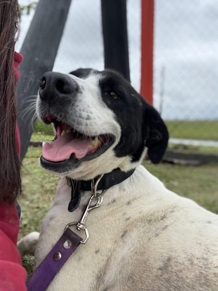 elcampito's tweet photo. 🥹 FLORENTINO BUSCA UN HOGAR 🥰 Disfruta los mimos, acostarse a tu lado y que le mimes la pancita. Sueña con esas cositas de un hogar 🥹

Dale una oportunidad a este chico lindo y escribinos a adoptantesdelcampito@gmail.com para hablar con las chicas de adopciones!🐾 https://t.co/KdopKthRsC
