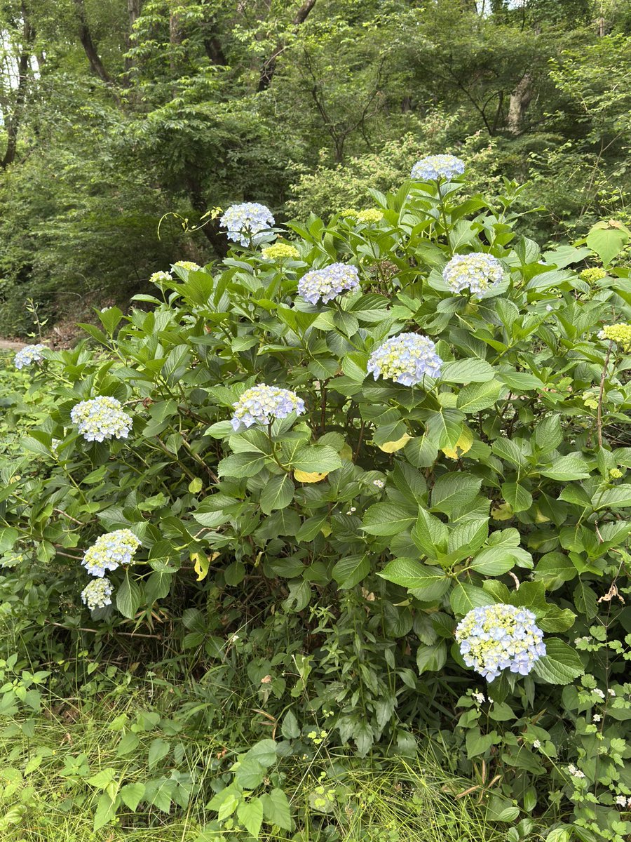 takewick's tweet photo. Lightly cloudy morning. Still good conditions for running in the morning, although another summer-like day is expected later in the day.
Hydrangea season is coming to Kofu. https://t.co/bPiqx2JXFp