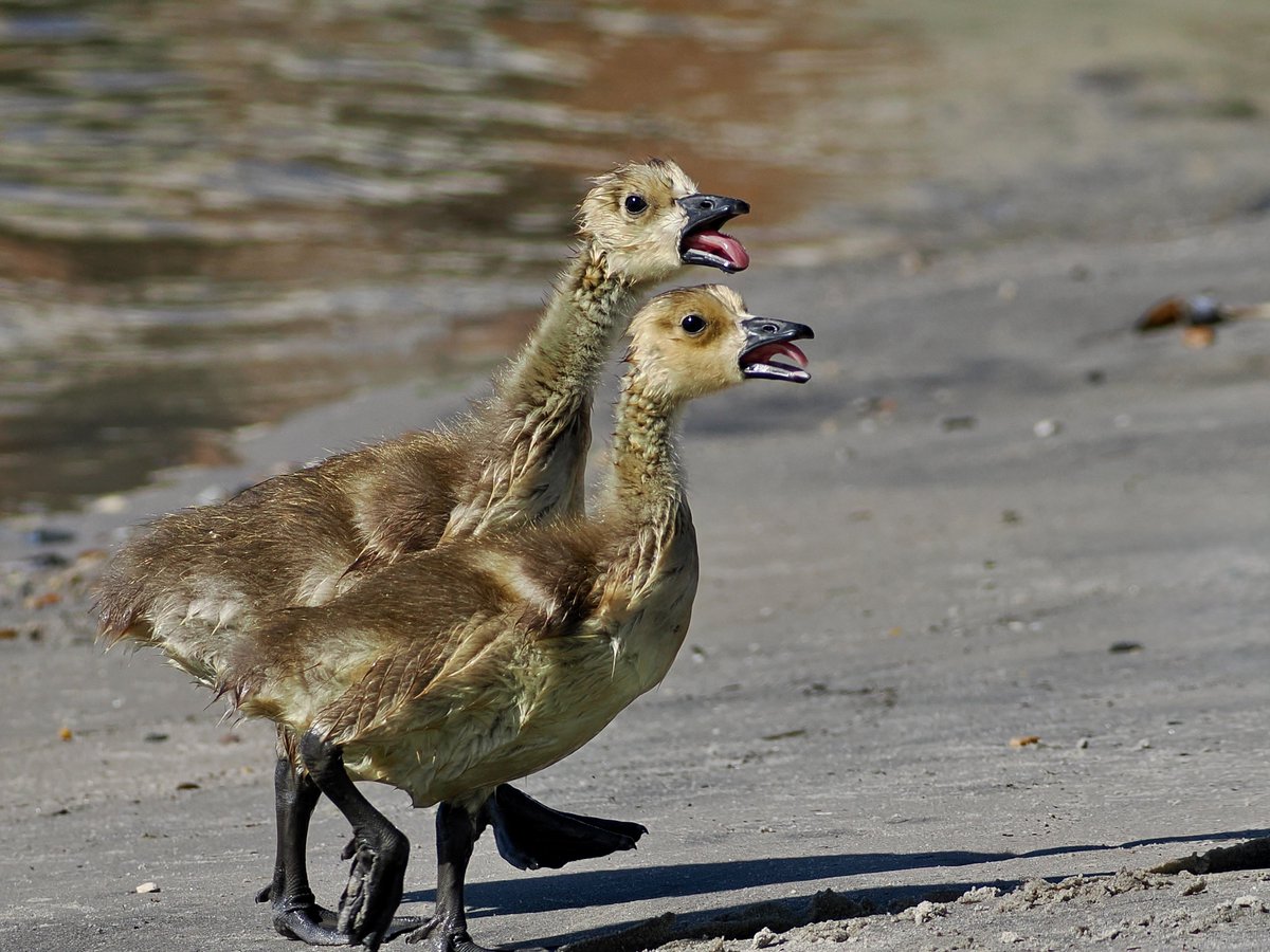 mawgdn's tweet photo. Canada #Goslings doing what Canada #Geese do 😛 #TongueOutTuesday #TwosDay #birdwatching Ocean City Rookery 06/03/26 https://t.co/XXTaMhnbTj
