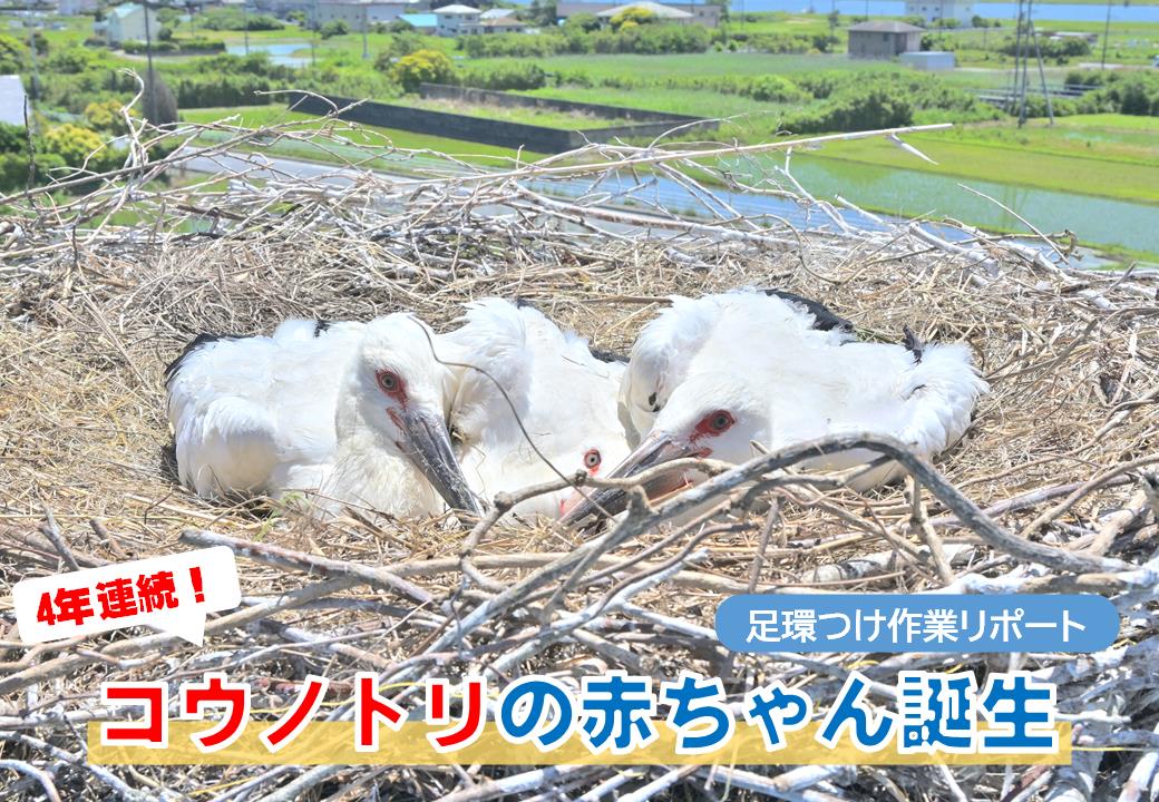 kamisucoco_kun's tweet photo. 今日は #ベビーデイ なんだって！
赤ちゃんを運んでくるっていわれているコウノトリ🪽
実は神栖市で毎年ヒナが生まれているって知ってた？
ポータルサイト「カミスミカ」で見られるよ♪

記事はココから↓
https://t.co/XjgEZAHQio

#神栖 #カミスココくん https://t.co/3F4YQNph7O