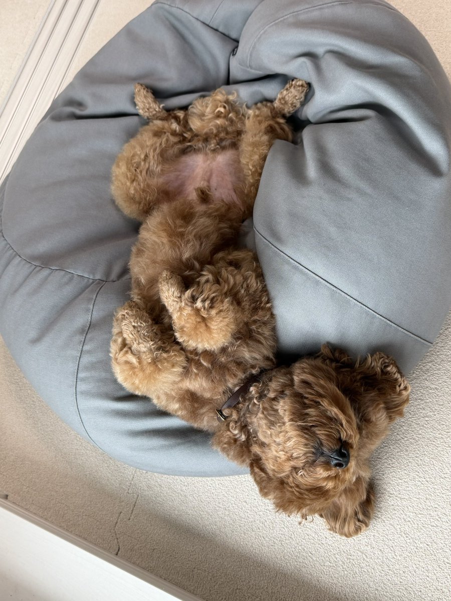 ちょた子🐶月収7桁の在宅ワーカー tweet media