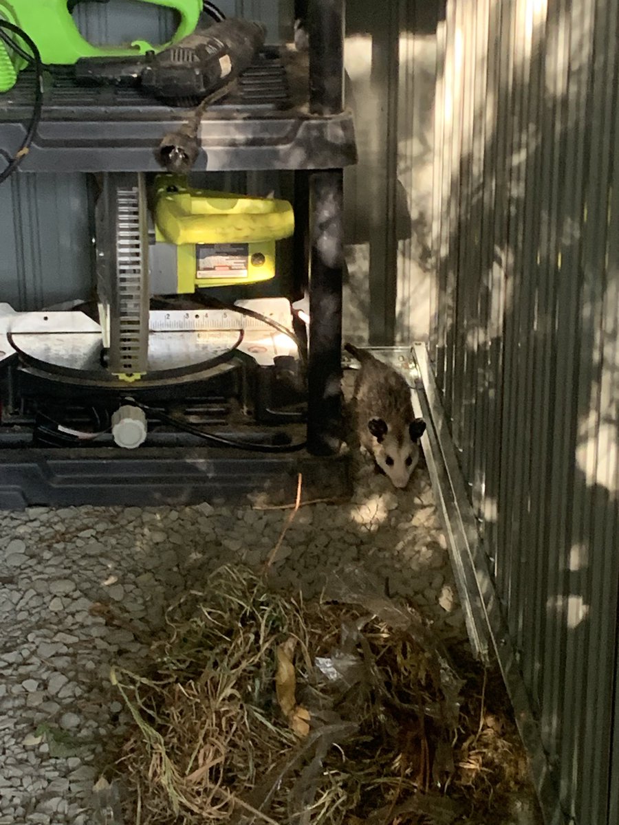 SmoneMallow's tweet photo. Accidentally woke up two of our backyard denizens 😳 https://t.co/XHSEXFEvm4