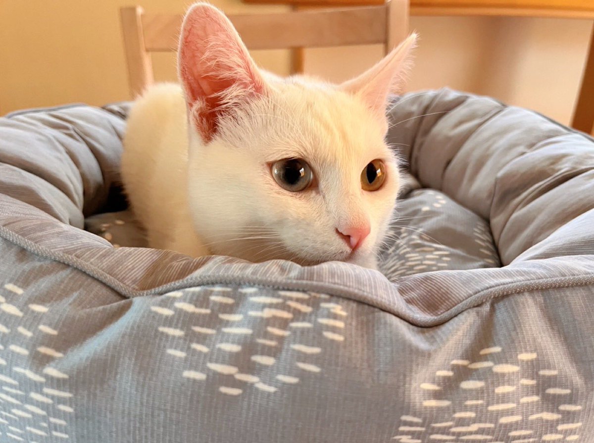 310Kamui's tweet photo. おはようございます🐱 https://t.co/6Hw89PydLs