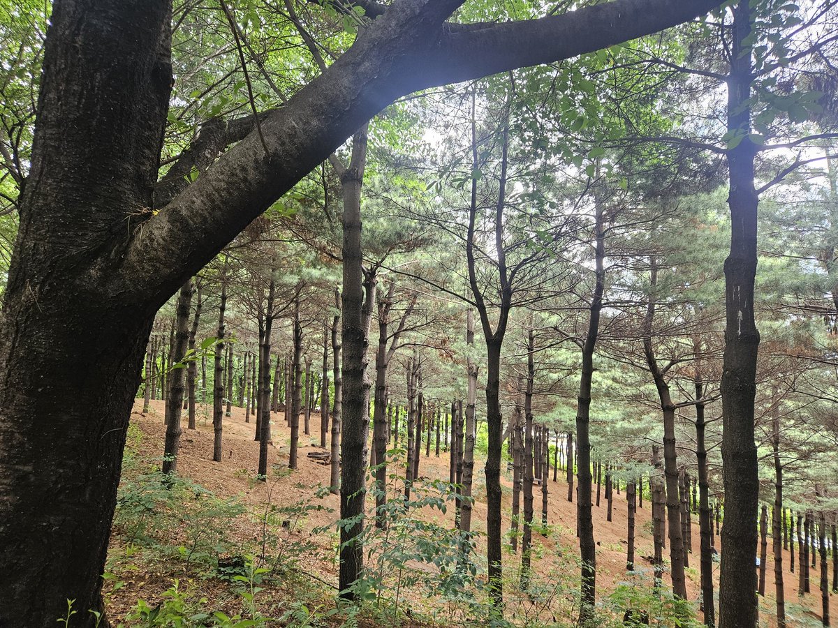fripp66's tweet photo. 44분 정도 뛰고 왔다. 시속 5.4km에 4km 정도. 팔은 뛰는 동작인데 발은 걷는 자세가 자주 나오네. 날씨가 오늘 같을 때나 가능한 운동일 것 같다. 사진은 내가 산림욕장이라 생각하는 곳. https://t.co/qc1IFzpl5M