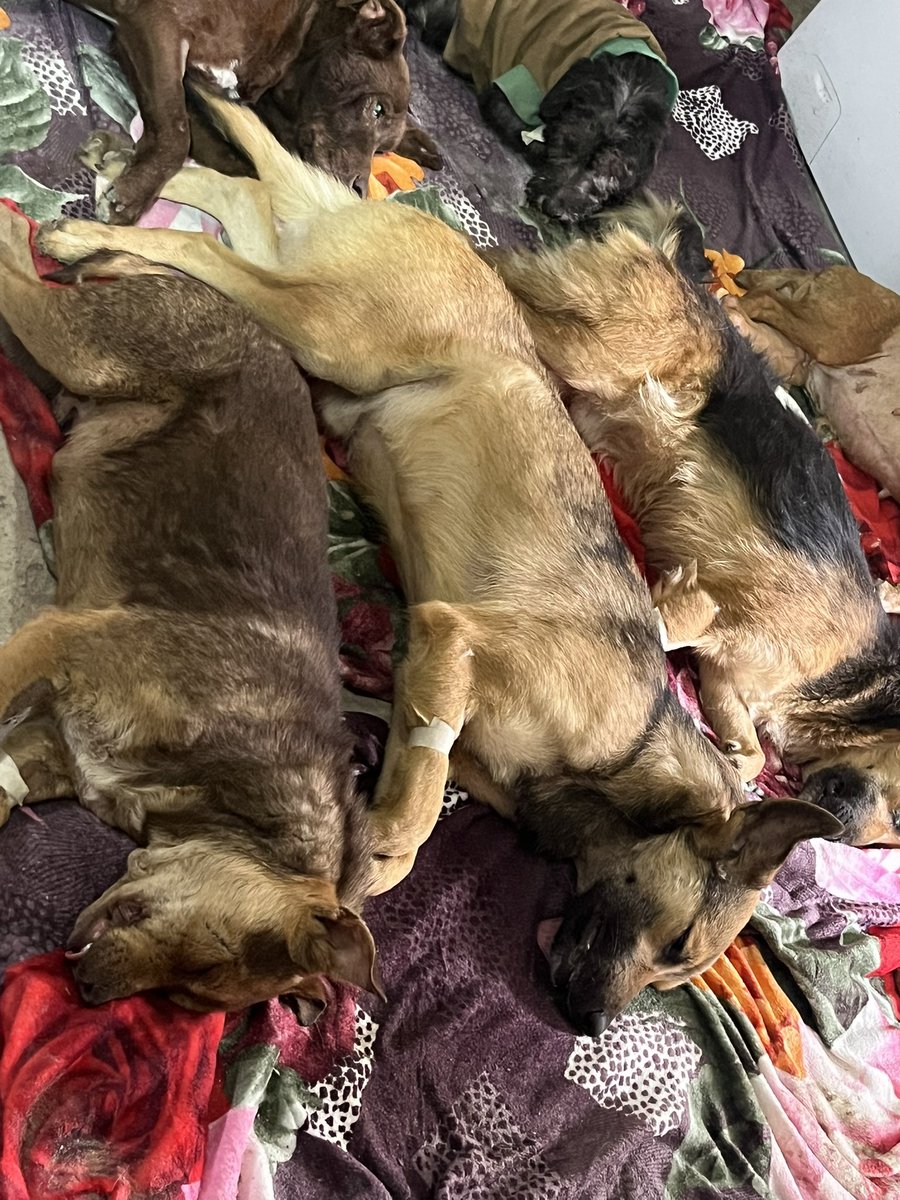 OMFA_Refugio's tweet photo. Hay se realizaron 14 castraciones en el refugio a rescatados que ya están recuperados y necesitaban ser castrados para poder ponerlos en adopción!!! Logramos pagar la mitad a la veterinaria pero quedamos debiendo 220 mil pesos. Pueden ayudarnos colaborando al alias: Omfamoreno https://t.co/AWSkuRxX5g