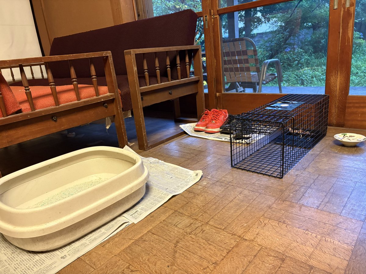 kusatune's tweet photo. しばらく隠れていましたが
鰹の魅力には勝てず捕獲成功 https://t.co/RAYAkyl0li