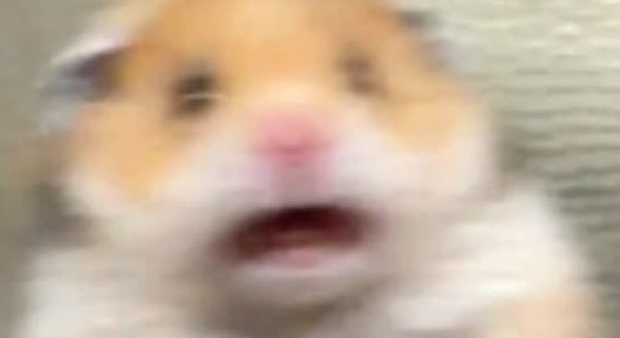 BountyBootai's tweet photo. @Kayonatsu_ @Facehurt @Nano_Buns original post deleted. so this just seems like your having a stroke https://t.co/yXttBj0ptU