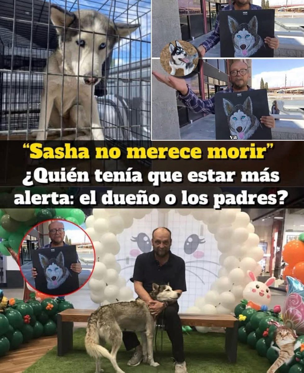 nydiacervera's tweet photo. #Chihuahua #CiudadJuárez #NoAlMaltratoDeLosAnimales grave #MaltratoAnimal @CruzPerzCuellar #JusticiaParaSasha sólo se defendió del agresor! Debe regresar a casa! @GobiernoEdoChih @MaruCampos_G #BastaDeCrueldadAnimal @NoticiasCUU @diariochihuahua @LaOpcion @adnnoticiasmx @CNNEE https://t.co/kACKHpKpdJ
